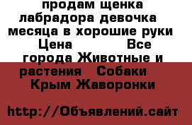 продам щенка лабрадора девочка 2 месяца в хорошие руки › Цена ­ 8 000 - Все города Животные и растения » Собаки   . Крым,Жаворонки